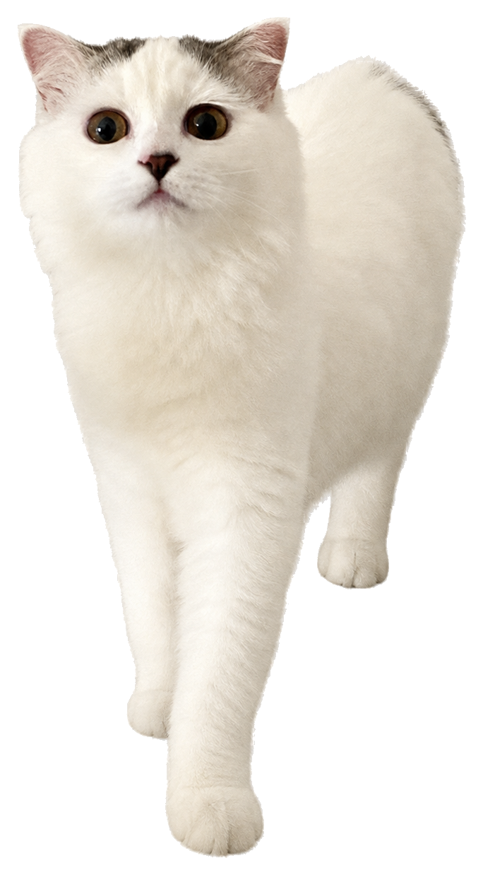 White cat pet cutout